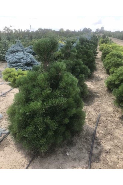 Сосна горная Поль Малетер